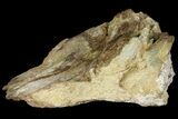 Fossil Dinosaur (Triceratops) Frill Section - North Dakota #134317-2
